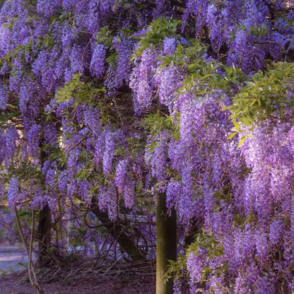 🌸WISTERIA SEEDS- THE GARDEN’S CASCADING BEAUTY ALL YEAR ROUND