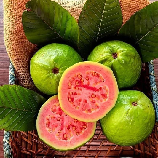 Organic Pink Guava Seeds (Free Pot Mixture 100 gm)