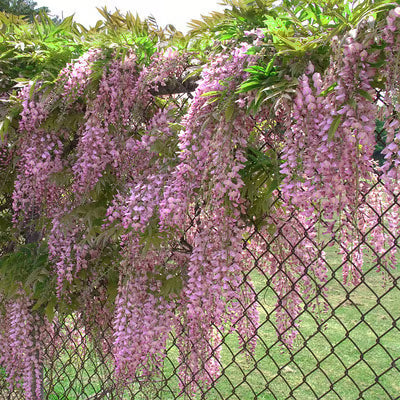🌸WISTERIA SEEDS- THE GARDEN’S CASCADING BEAUTY ALL YEAR ROUND