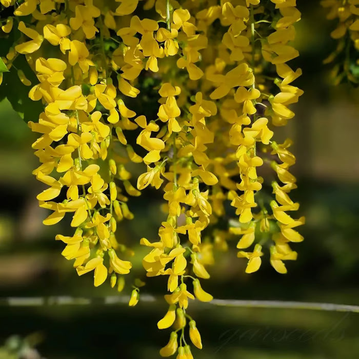🌸WISTERIA SEEDS- THE GARDEN’S CASCADING BEAUTY ALL YEAR ROUND
