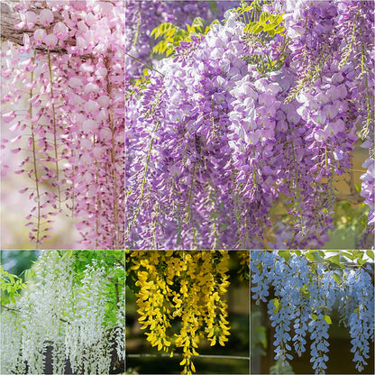 🌸WISTERIA SEEDS- THE GARDEN’S CASCADING BEAUTY ALL YEAR ROUND
