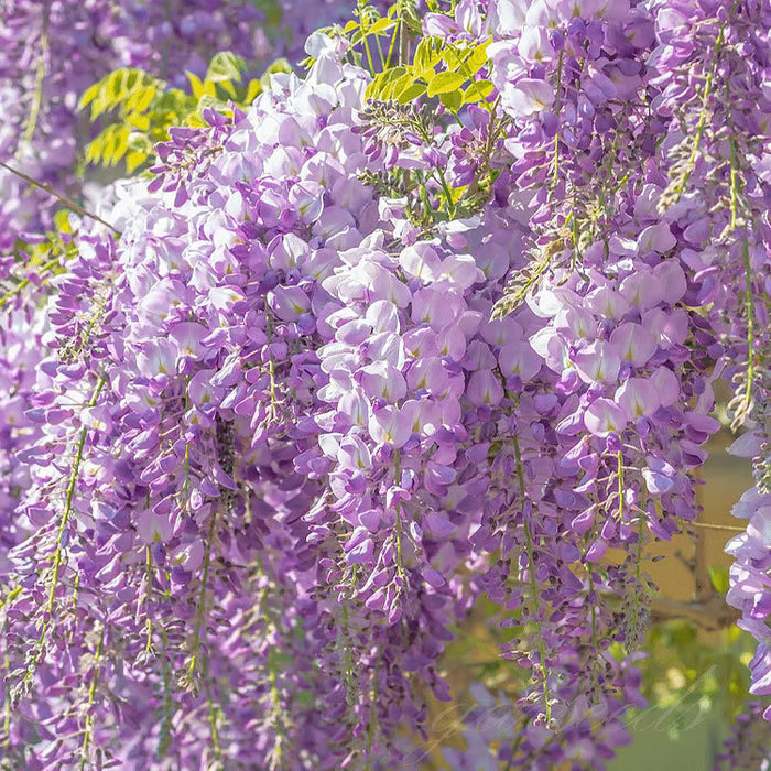 🌸WISTERIA SEEDS- THE GARDEN’S CASCADING BEAUTY ALL YEAR ROUND