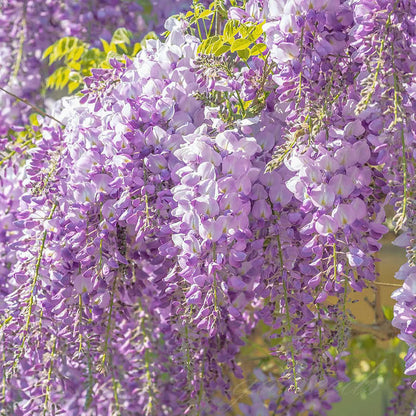 🌸WISTERIA SEEDS- THE GARDEN’S CASCADING BEAUTY ALL YEAR ROUND
