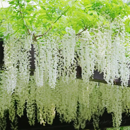 🌸WISTERIA SEEDS- THE GARDEN’S CASCADING BEAUTY ALL YEAR ROUND