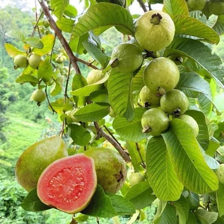 Organic Pink Guava Seeds (Free Pot Mixture 100 gm)