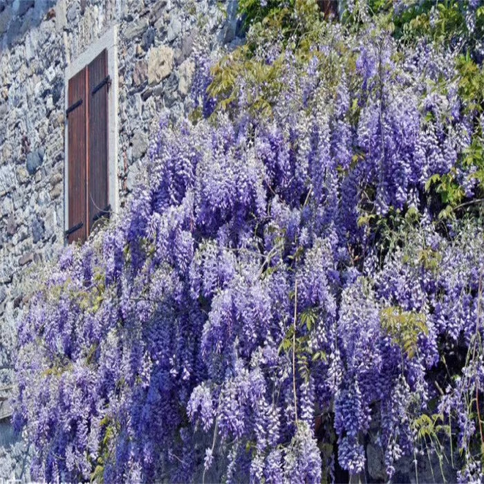 🌸WISTERIA SEEDS- THE GARDEN’S CASCADING BEAUTY ALL YEAR ROUND