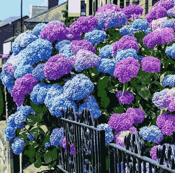 🌈Mix Hydrangea Seeds - Beautiful and Hardy Perennial Seeds for Your Garden