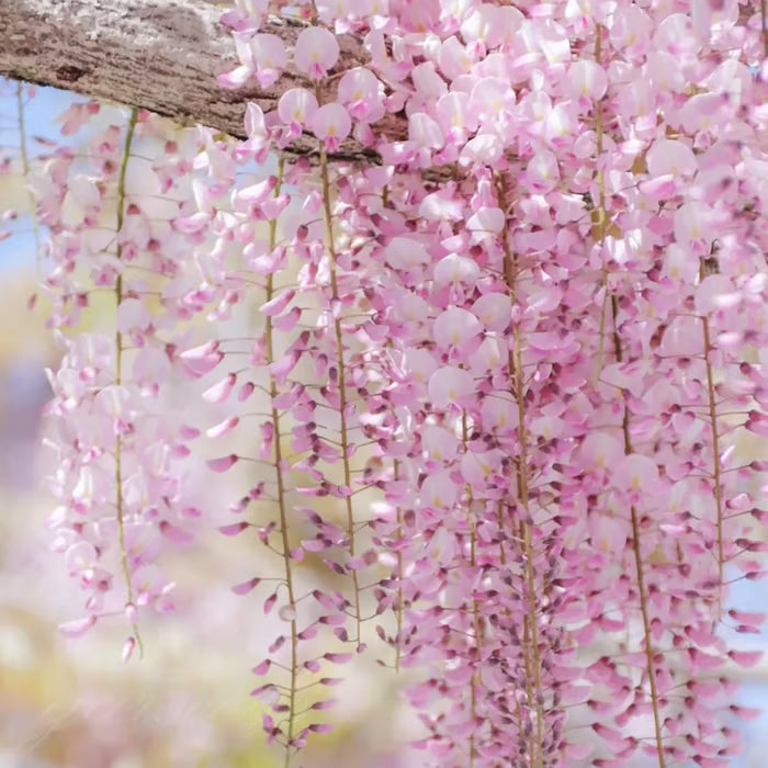🌸WISTERIA SEEDS- THE GARDEN’S CASCADING BEAUTY ALL YEAR ROUND
