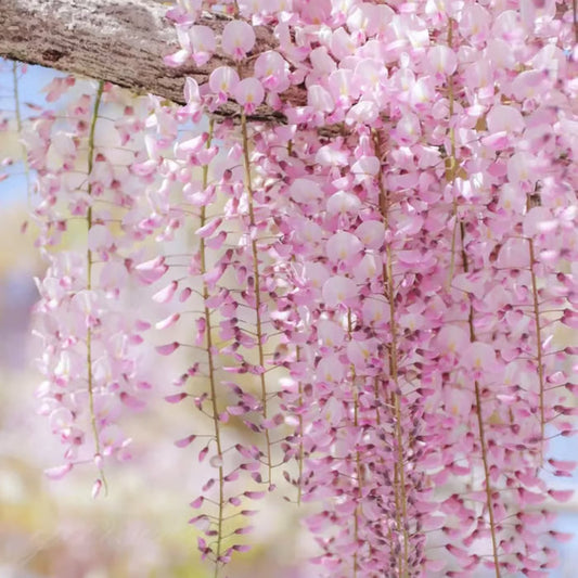 🌸WISTERIA SEEDS- THE GARDEN’S CASCADING BEAUTY ALL YEAR ROUND