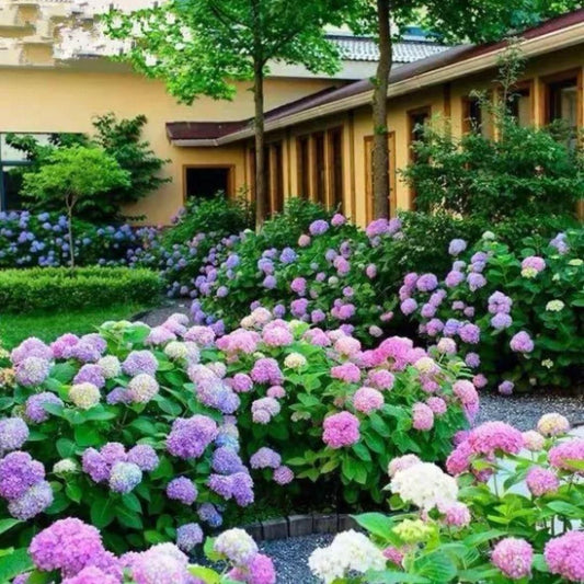 🌈Mix Hydrangea Seeds - Beautiful and Hardy Perennial Seeds for Your Garden