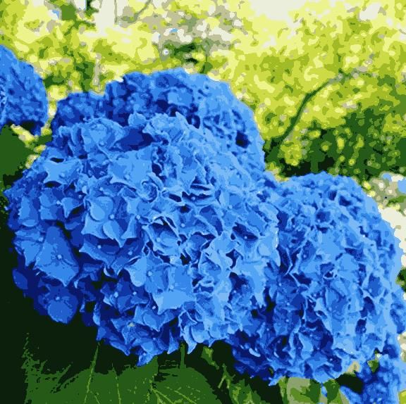 🌈Mix Hydrangea Seeds - Beautiful and Hardy Perennial Seeds for Your Garden