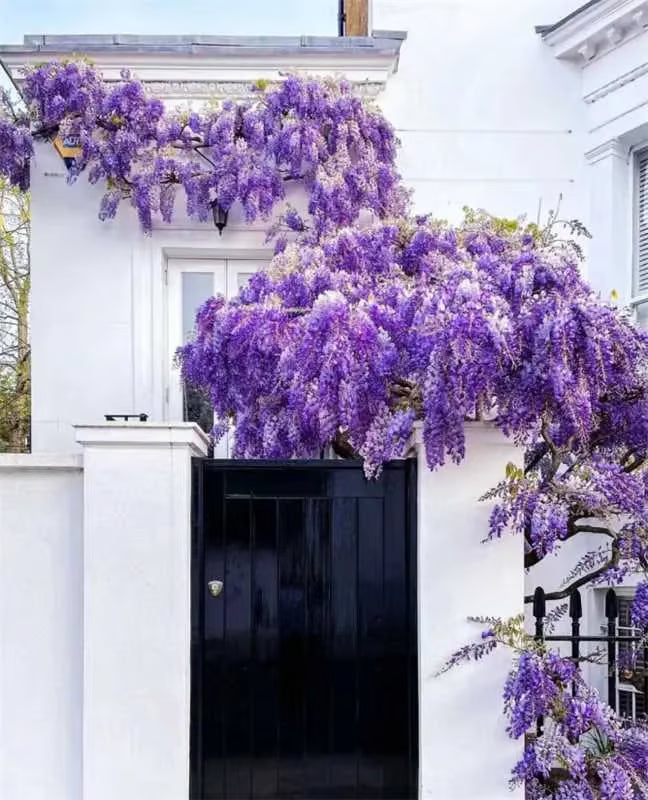 🌸WISTERIA SEEDS- THE GARDEN’S CASCADING BEAUTY ALL YEAR ROUND