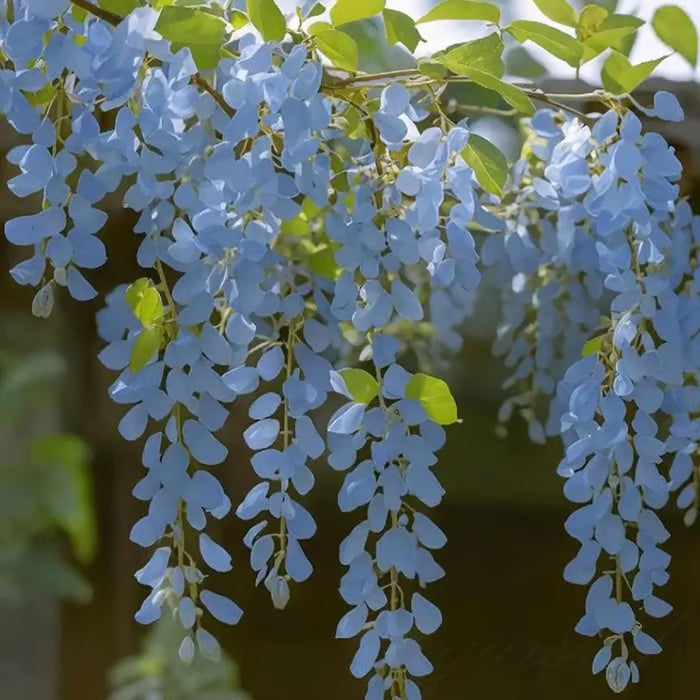 🌸WISTERIA SEEDS- THE GARDEN’S CASCADING BEAUTY ALL YEAR ROUND