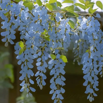 🌸WISTERIA SEEDS- THE GARDEN’S CASCADING BEAUTY ALL YEAR ROUND